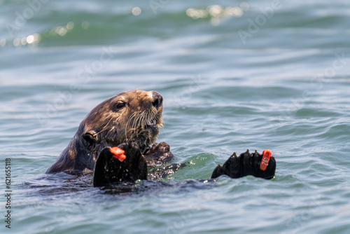A tagged sea otter in the ocean near Moss Landing, California.