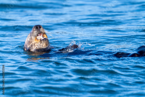 A sea otter eating a clam in Moss Landing, California.