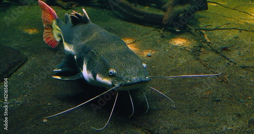Redtail catfish. Phractocephalus hemioliopterus is a pimelodid long-whiskered catfish, freshwater animal. Phractocephalus. Underwater big heavy deep river lake amazon. Tropical giant wildlife.