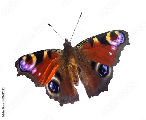 European Peacock butterfly. European Peacock butterfly (Inachis io), isolated on transparent.