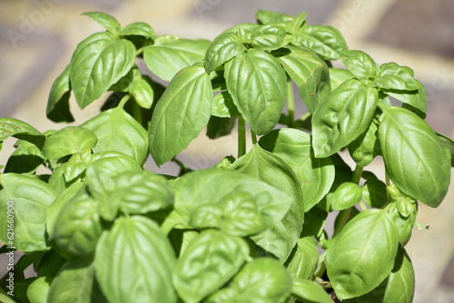 Potted Herb Plant with Green Basil Leaves