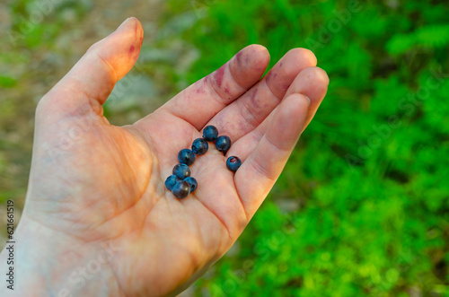 Male hand holding bunh of blueberries in a forest photo