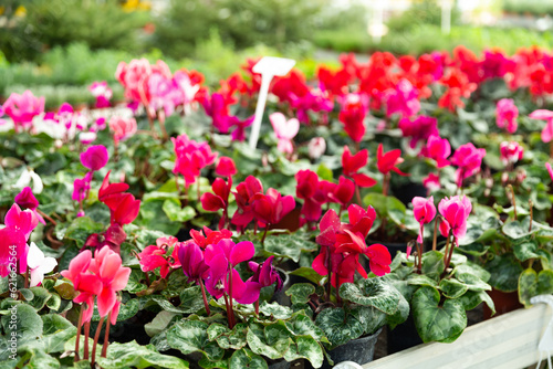 Potted pink and purple flowers disposed in floral shop.