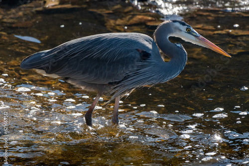 great blue heron