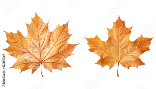 Maple leaves autumn isolated on transparent background