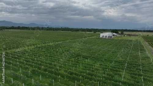 Aerial flight over beautiful vineyard landscape in Gulgula village. Georgia photo