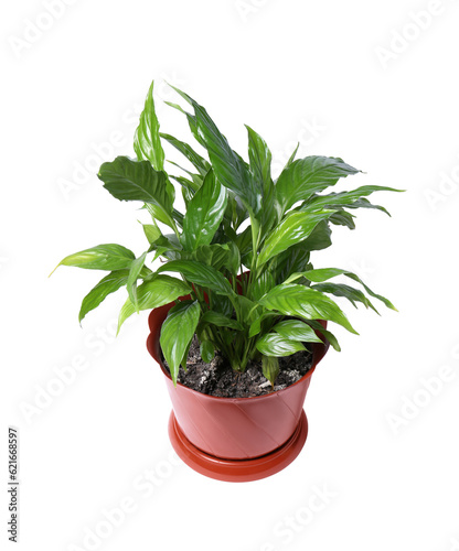 Potted Spathiphyllum plant with green leaves isolated on white