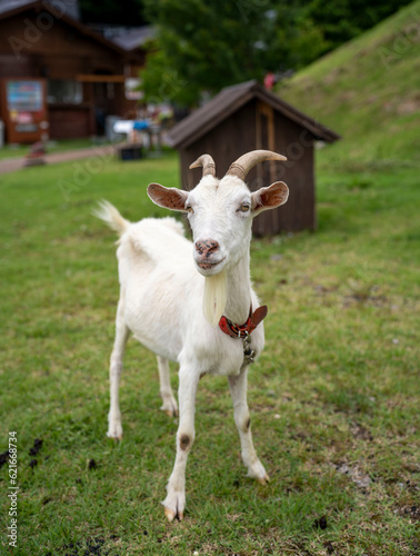 Cute goat