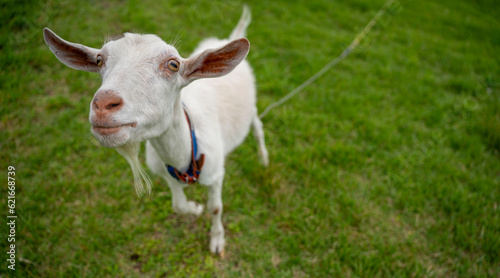 Cute goat © 嘉沢 剛