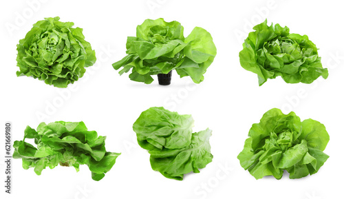 Set of fresh butterhead lettuce on white background, different views