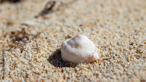 Shells on the beach © 嘉沢 剛