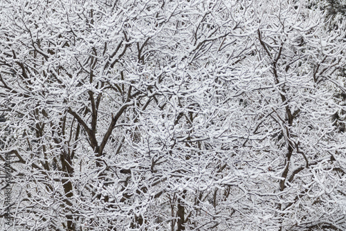 雪の結晶が、木の枝に美しく輝き雪が、冬の装いに雪が、白く美しい銀世界を作り出し、雪は冬の象徴であり、寒さや静けさを連想させます。また、雪は美しく神秘的な存在であり、夢や希望を連想させます。木の枝に付いた雪は、冬の自然の美しさを象徴し、私たちに安らぎと癒しを与えて、まるで雪国に迷い込んだような気分になります。 