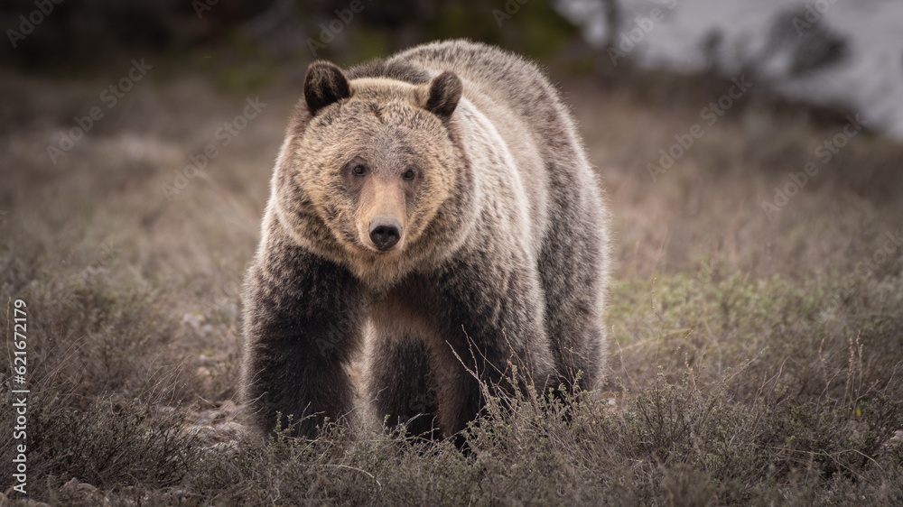 Young Female Grizzly Bear in Grand Teton National Park Young Female Grizzly Bear in Grand Teton National Park
