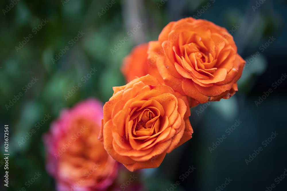 Beautiful Wedding Flowers Arch Ceremony Reception Macro Close-up Macro Event Events Flower Flowers Bouquet Design Arrangement Beautiful Wedding Flowers Arch Ceremony Reception Macro Close-up Macro Event Events Flower Flowers Bouquet Design Arrangement