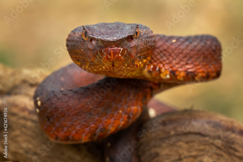 Craspedocephalus puniceus is a venomous pit viper species endemic to Southeast Asia. Common names include: Flat-nosed Pitviper, Flat-nosed Pit Viper, and Ashy Pit Viper. photo