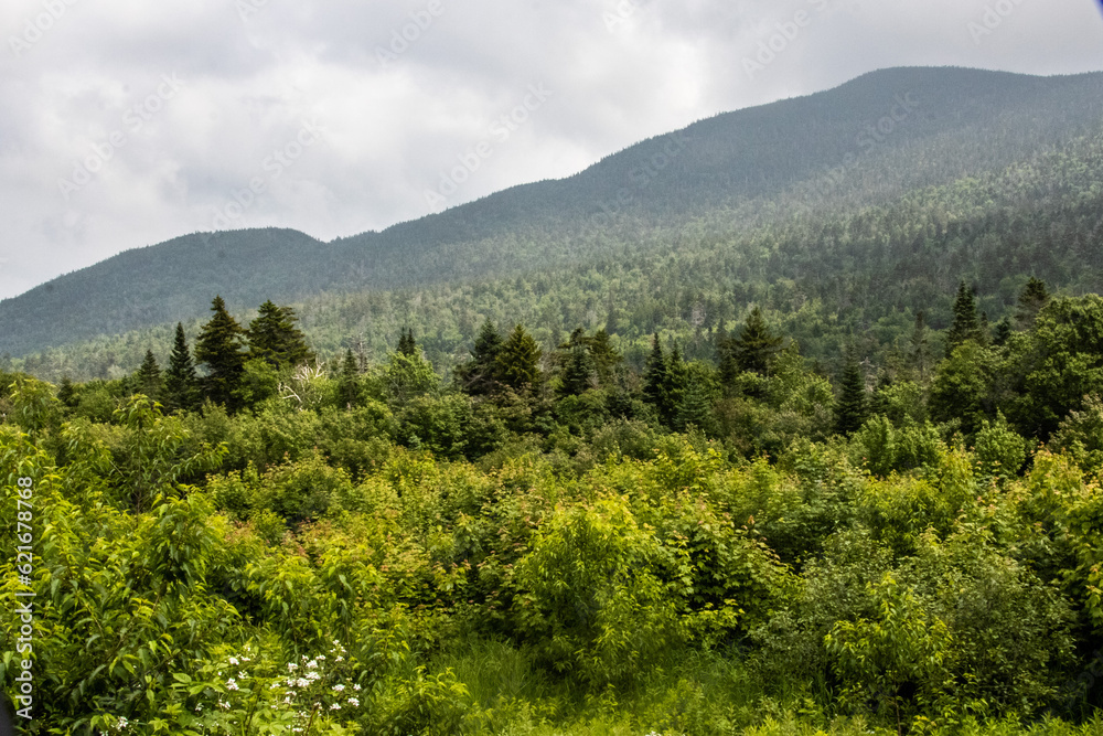 forest in the mountains