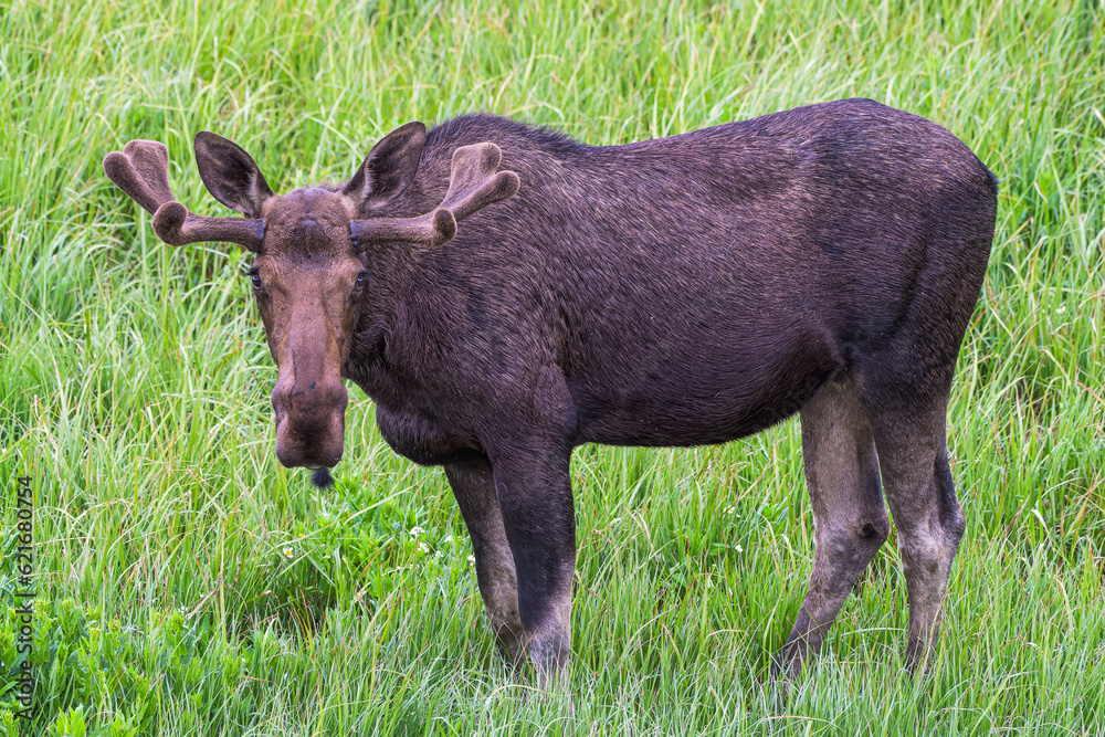 Bull Moose in the Colorado Rocky Mountains Bull Moose in the Colorado Rocky Mountains