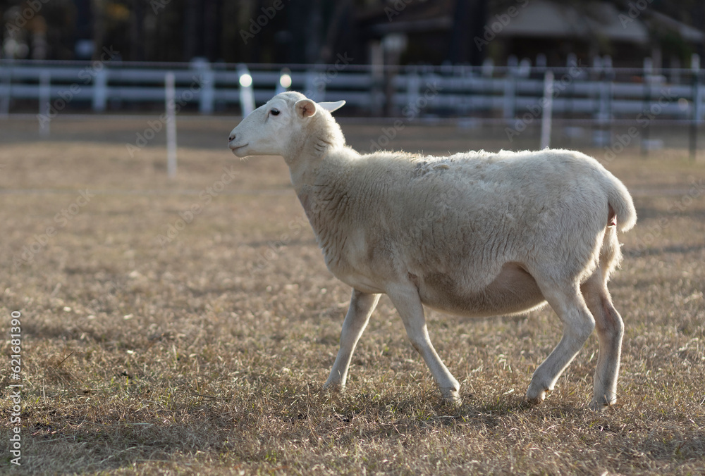 Fototapeta premium Sheep ewe walking on a field just before sunset