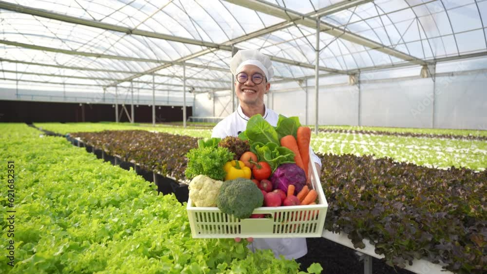 4K Portrait of Happy Asian man in chef uniform holding a crate of fresh organic vegetables in hydroponic system greenhouse farm. Small business food delivery, restaurant and supermarket advertising. 4K Portrait of Happy Asian man in chef uniform holding a crate of fresh organic vegetables in hydroponic system greenhouse farm. Small business food delivery, restaurant and supermarket advertising.