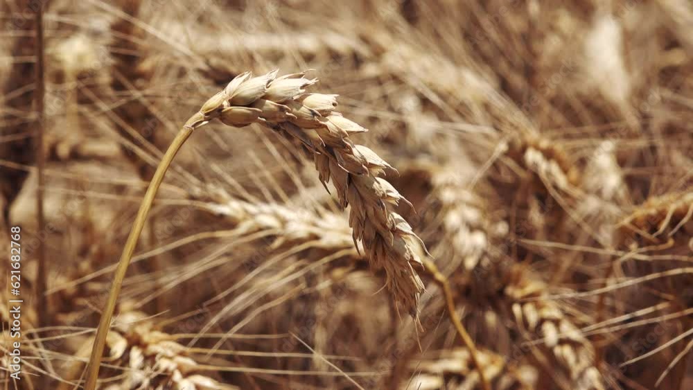Field of ripe wheat crops in summer, close up of wheat ear Field of ripe wheat crops in summer, close up of wheat ear