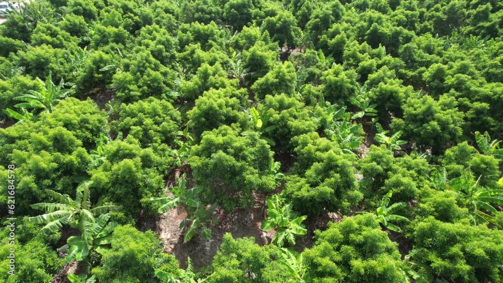 avocado plantation in caribbean avocado plantation in caribbean