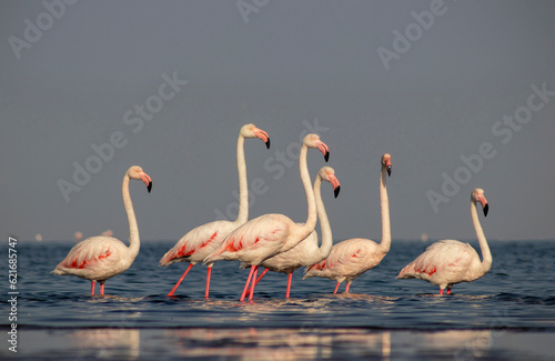 Wild african birds. Group birds of pink african flamingos walking around the blue lagoon on a sunny day