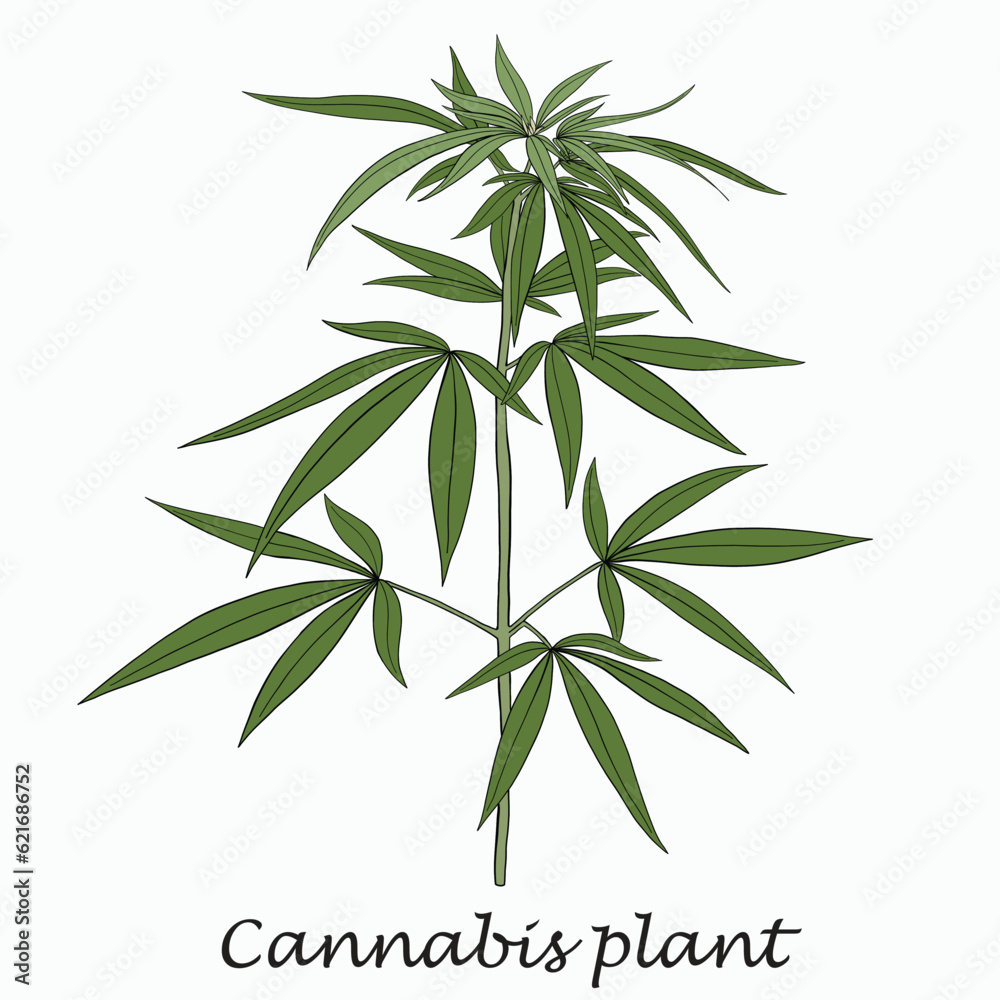 Simplicity cannabis plant freehand drawing flat design.