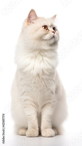Munchkin cat sitting on white background
