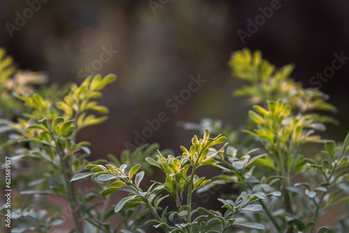 Captivating Close-up: Ruda Plant (Ruta graveolens) Revealing its Botanical Beauty pachamama