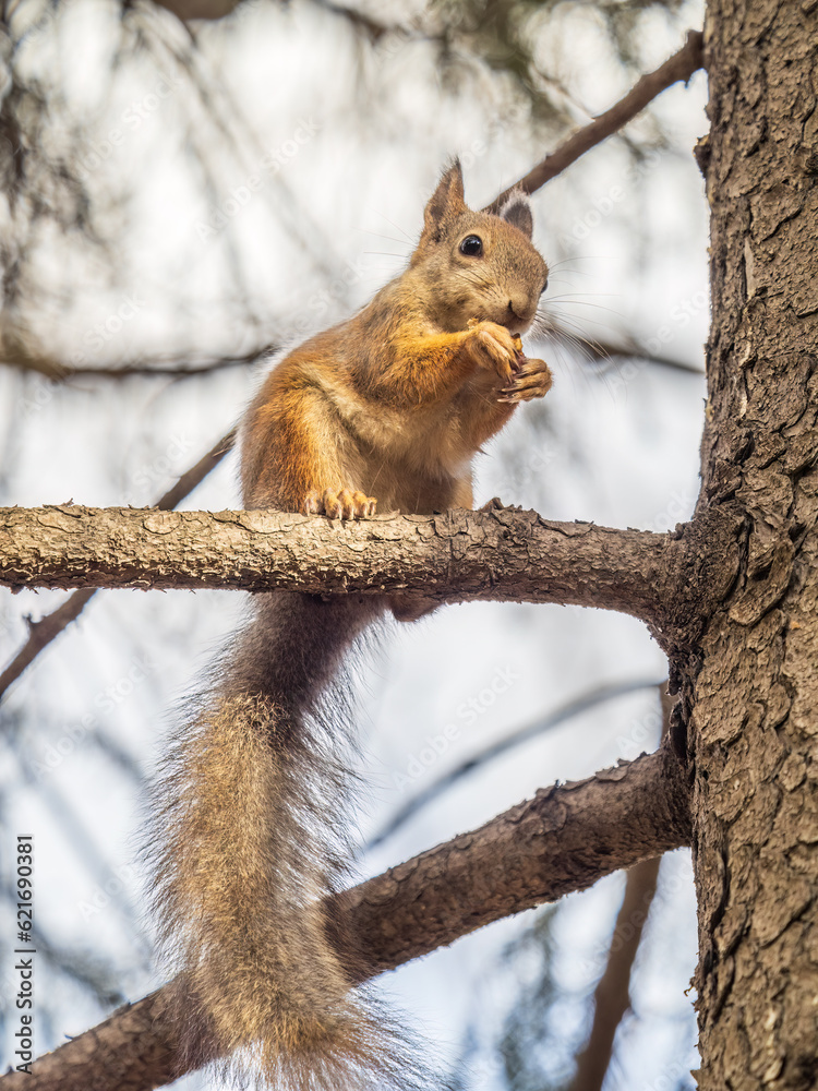 The squirrel with nut sits on tree in the autumn. Eurasian red squirrel, Sciurus vulgaris. The squirrel with nut sits on tree in the autumn. Eurasian red squirrel, Sciurus vulgaris.
