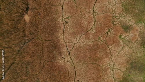 Wallpaper Mural Top down aerial shot of a swamp grass field in Rewa, Poland. Torontodigital.ca