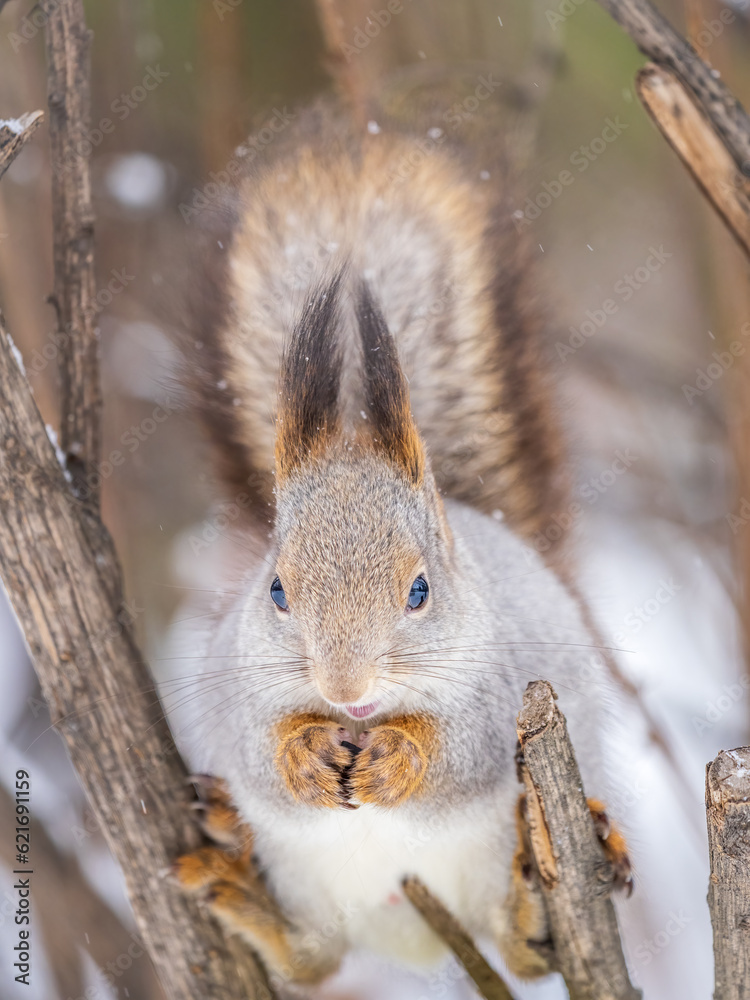 Fototapeta premium The squirrel with nut sits on tree in the winter or late autumn