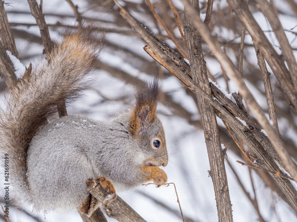 Obraz premium The squirrel with nut sits on tree in the winter or late autumn