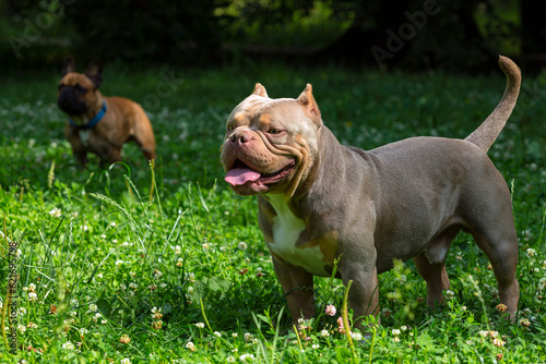 An American Bully dog plays in a green meadow.. 