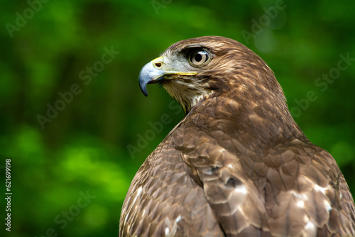 red tailed hawk, juvenile hawk, red tailed juvenile hawk, hawk, red hawk