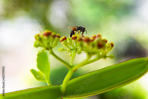 The bee is sucking the nectar from the flower of the Veld grape (Cissus quadrangularis) in the herb garden photo