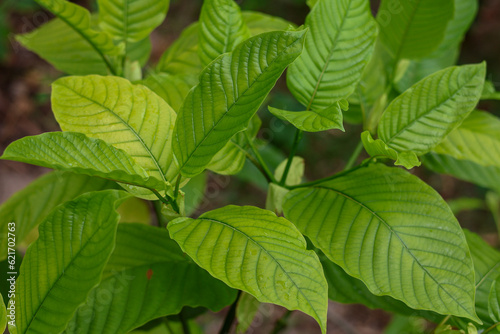 Mitragyna speciosa,kratom leaves 