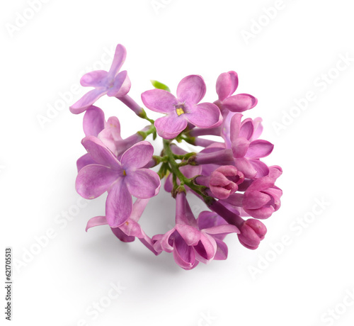 Lilac flowers on white background © Pixel-Shot