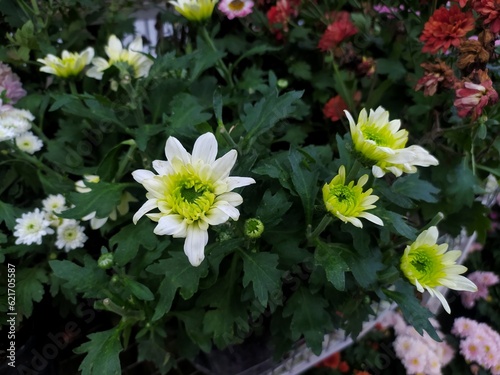 Chrysanthemum morifolium is a hybrid species of perennial plant from family Asteraceae.