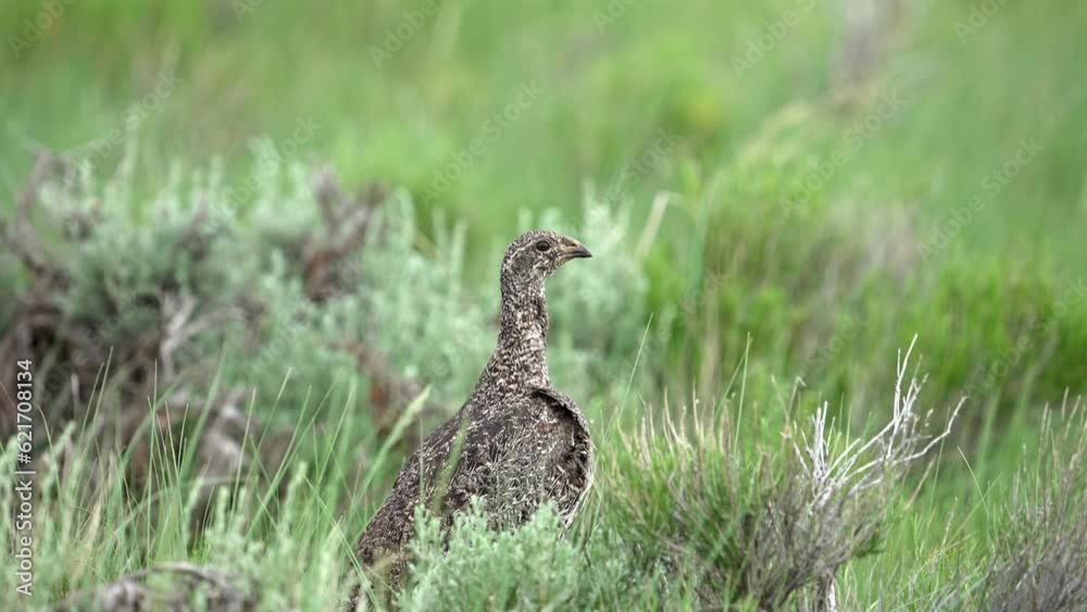 Hen Sage Grouse camouflaged in the Wyoming Wilderness as the wind blows grass in slow motion. Hen Sage Grouse camouflaged in the Wyoming Wilderness as the wind blows grass in slow motion.