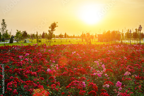 City park in early summer or spring with red blooming roses on a foreground and cloudy sky on a sunset or sunrise at summertime. photo