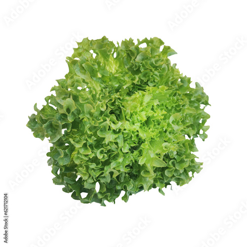 Green frillies iceberg isolated on white background