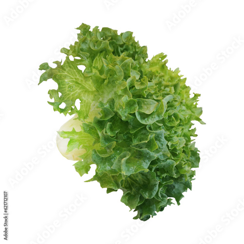 Green frillies iceberg isolated on white background
