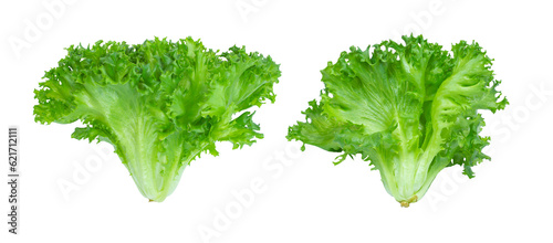 Green frillies iceberg isolated on white background
