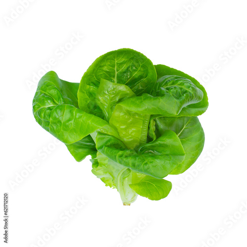 Baby Green Cos and Little Gem Vegetables Salad isolated on white background.	
