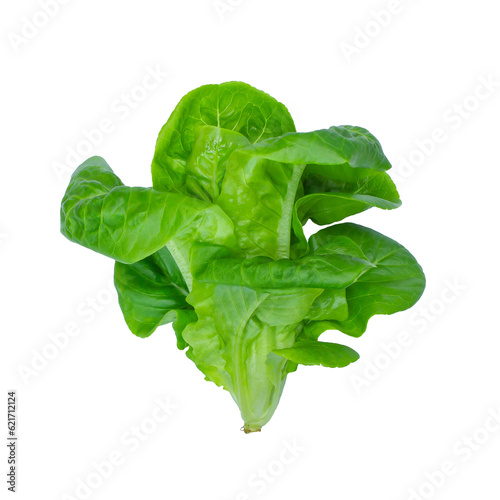 Baby Green Cos and Little Gem Vegetables Salad isolated on white background.	
