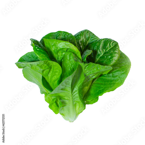Baby Green Cos and Little Gem Vegetables Salad isolated on white background.	
