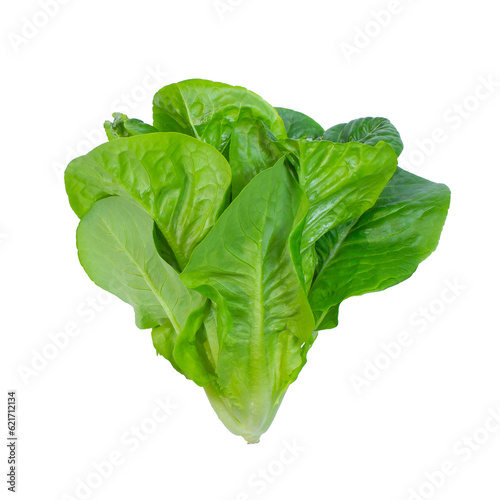 Baby Green Cos and Little Gem Vegetables Salad isolated on white background.	
