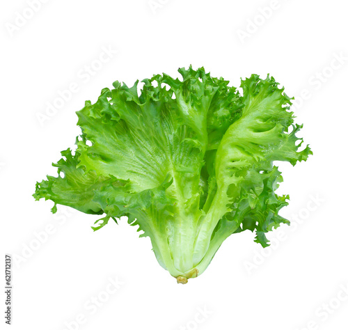 Green frillies iceberg isolated on white background