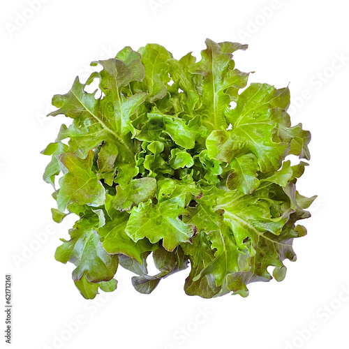 Green Oak Lettuce isolated on a white background